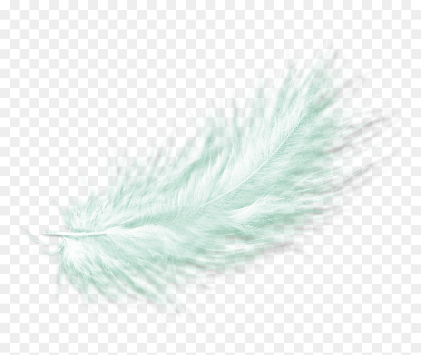 Texte Pour Livre D, HD Png Download - plumas png