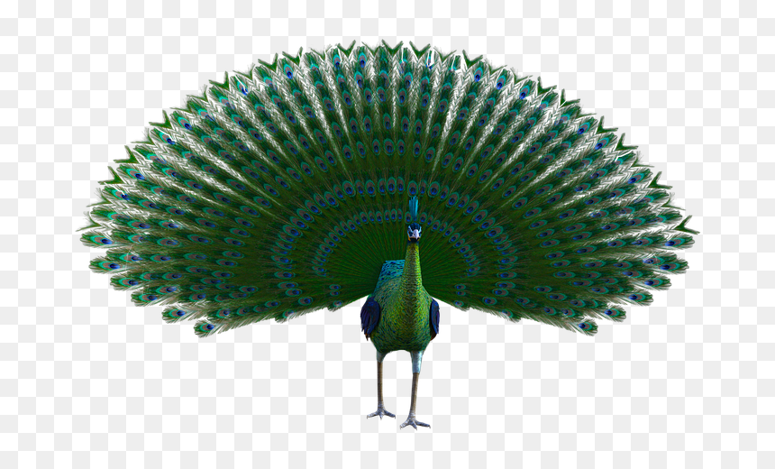 Pavo Real, Plumas, Vibrantes, Colorido, Plumaje - Hand Fan, HD Png Download - plumas png