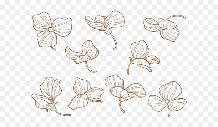Hand Drawn Sweet Pea Flowers Stock Images - Sweet Pea Flower Vector, HD Png Download - sweet pea png
