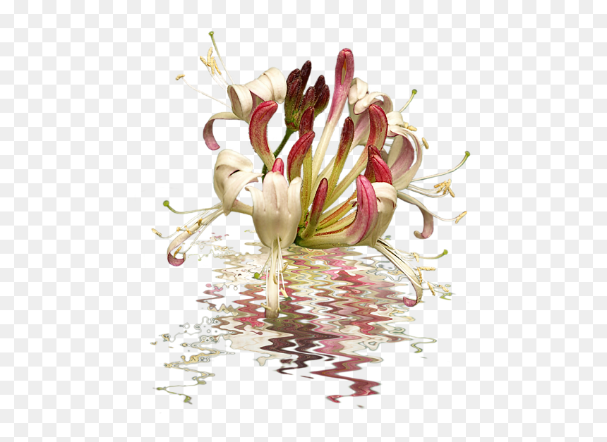 Honeysuckle Shirt, HD Png Download - honeysuckle png