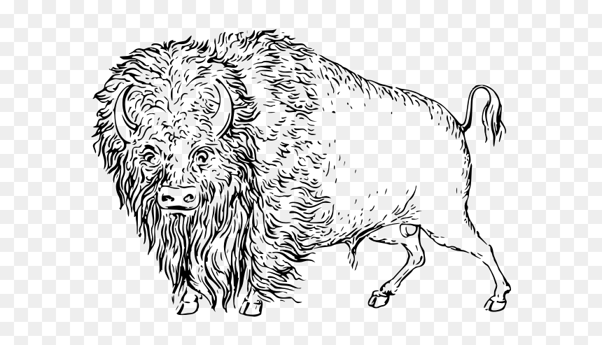 Buffalo - Illustration, HD Png Download - buffalo silhouette png