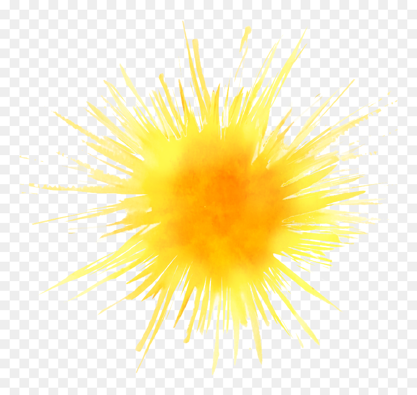 Echinoderm, HD Png Download - lay png