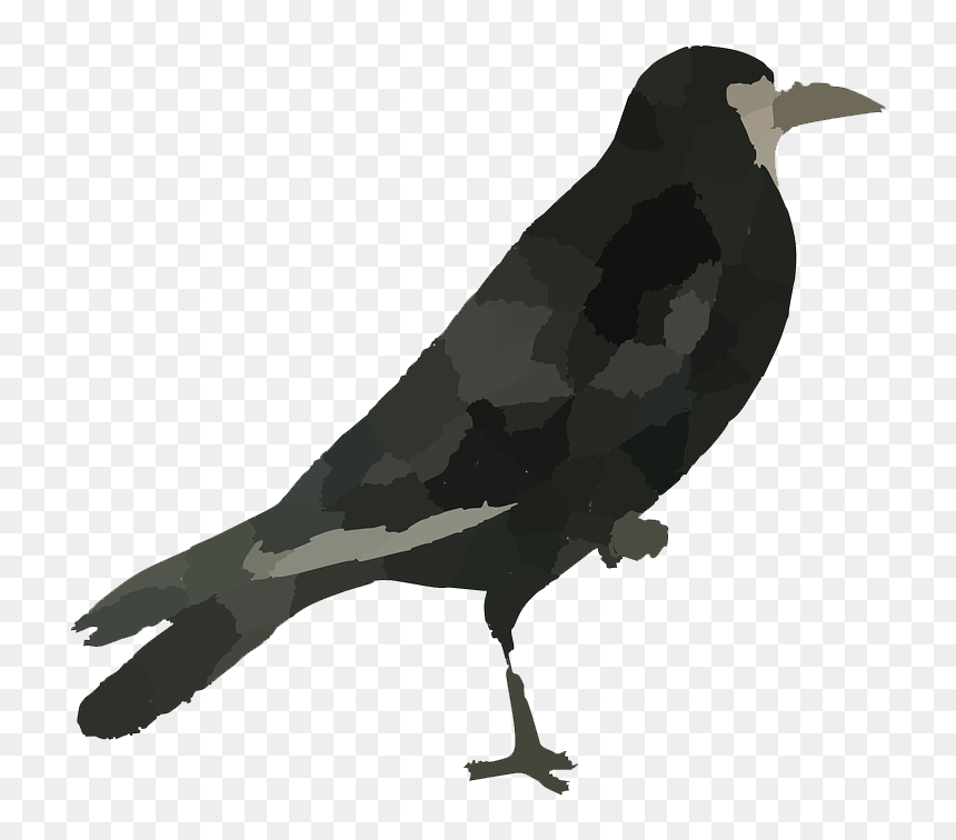 Raven Bird Png Hd - Common Raven, Transparent Png - raven bird png
