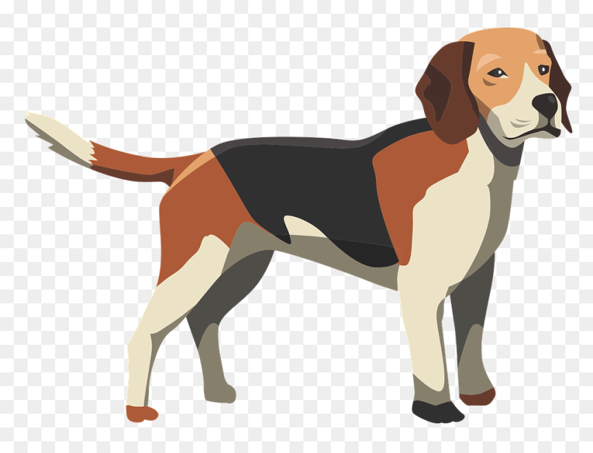 Dog, Hound, Mammal, Animal, Pet, Puppy, Cute, Canine - Anatomy Of A Dog Funny, HD Png Download - foxhound png