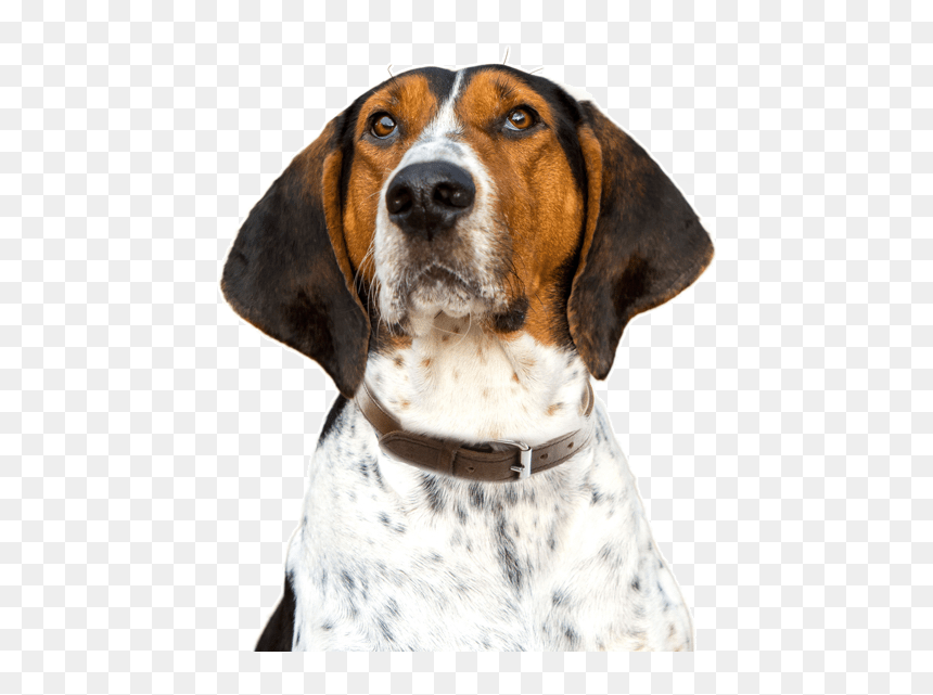 Treeing Walker Coonhound, HD Png Download - foxhound png
