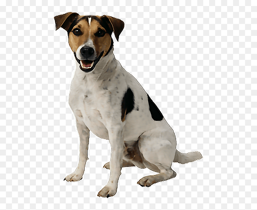 #png #dog #aww #cute #yawn #aww #adorable #kawaii #f4f - Transparent Picture Of A Dog, Png Download - foxhound png
