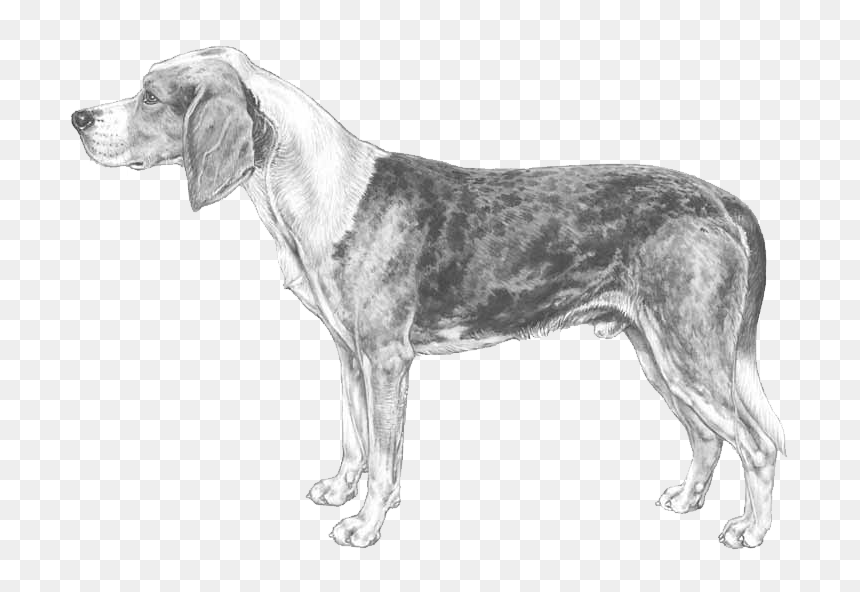 Beagle-harrier, HD Png Download - foxhound png