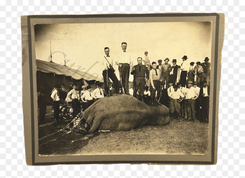 Vintage 1940 Dust Bowl Era Circus Elephant Shot Dead - Picture Frame, HD Png Download - circus animals png