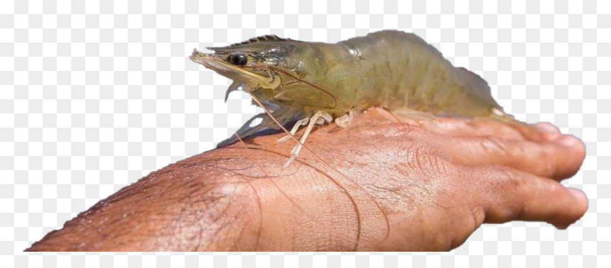 Shrimp Png Pic - Insect, Transparent Png - circus animals png