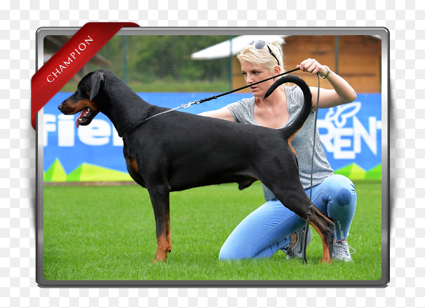 Dobermann, HD Png Download - baby rage png