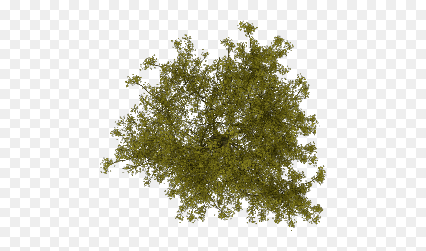 Arboles En Planta Para Photoshop Png, Transparent Png - visto png