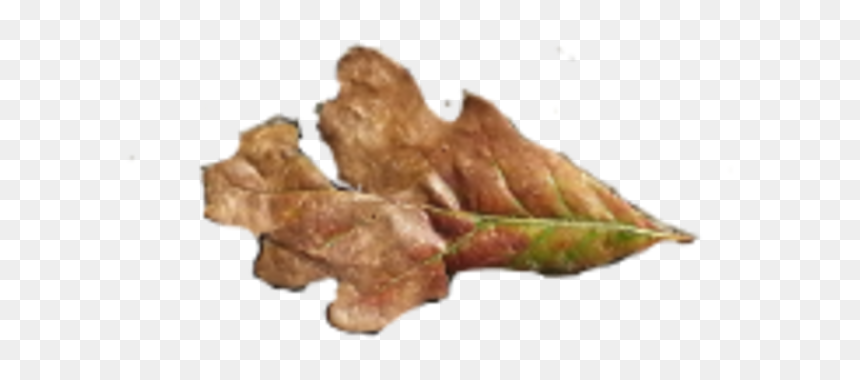 Fallen Oak Leaves - Gambel Oak, HD Png Download - photoshop brushes png