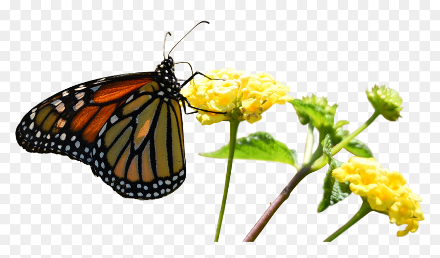Monarch Butterfly, HD Png Download - mariposas volando png