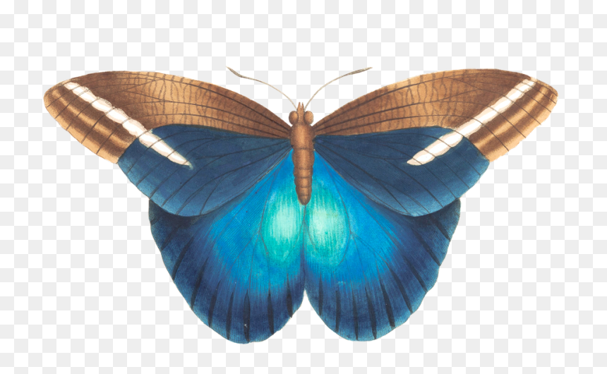Thumb Image - Blue Vintage Butterfly Png, Transparent Png - mariposas volando png