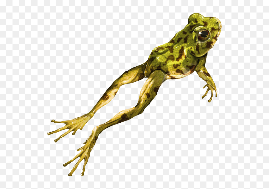 Thumb Image - Real Rana Png, Transparent Png - rana png