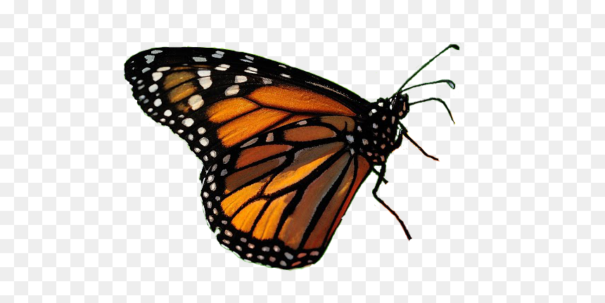 Interaccion Con El Ambiente Biologia, HD Png Download - mariposas volando png