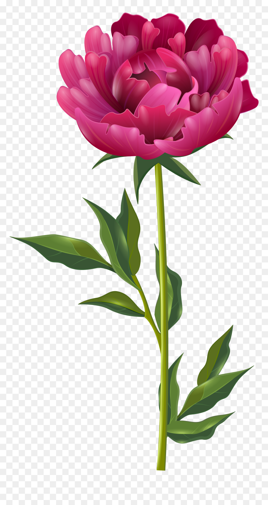 Peony Flower Clipart Png, Transparent Png - png flowers vectors