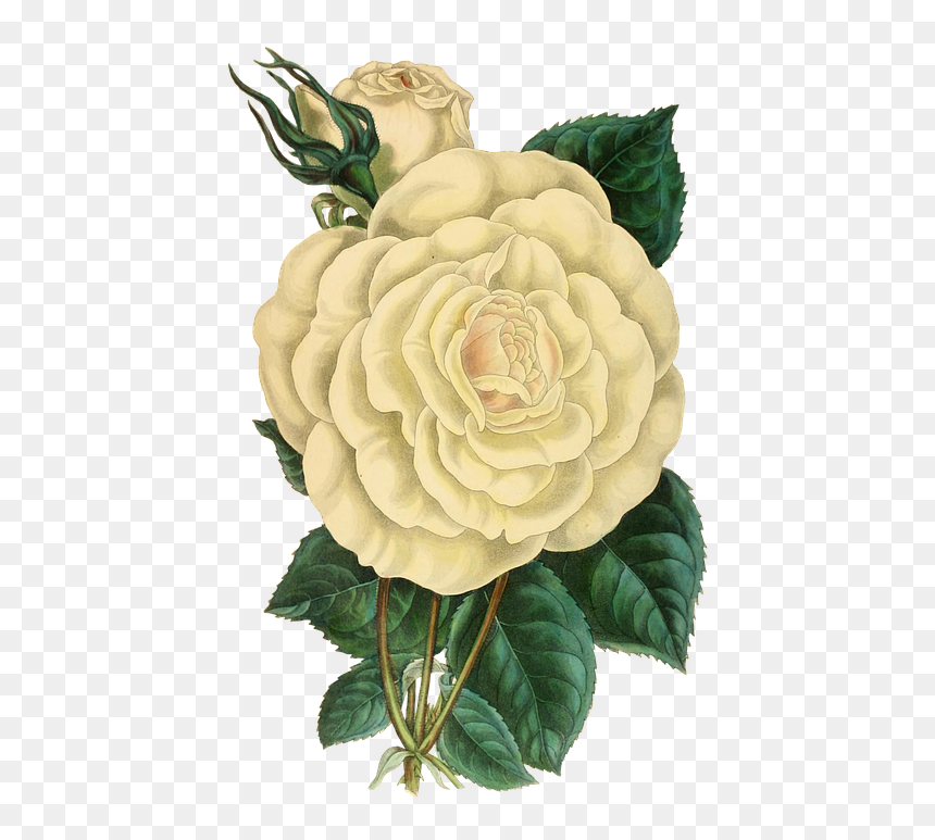 Green Vintage Flower Png, Transparent Png - white flower png
