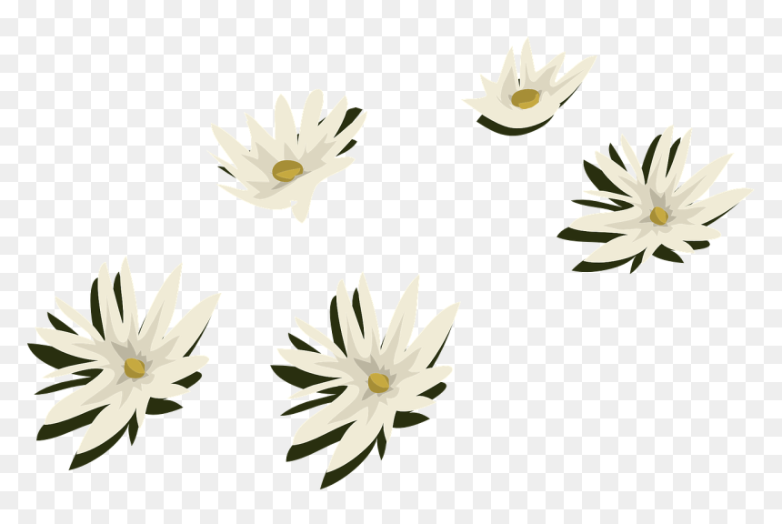Plantas De Agua Png, Transparent Png - white flower png