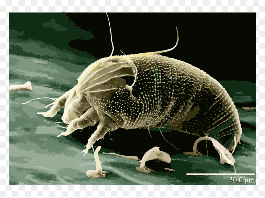 L Animal Le Plus Petit Du Monde, HD Png Download - rust png