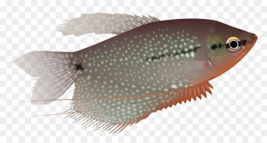 Pearl Gourami Png, Transparent Png - pearl png