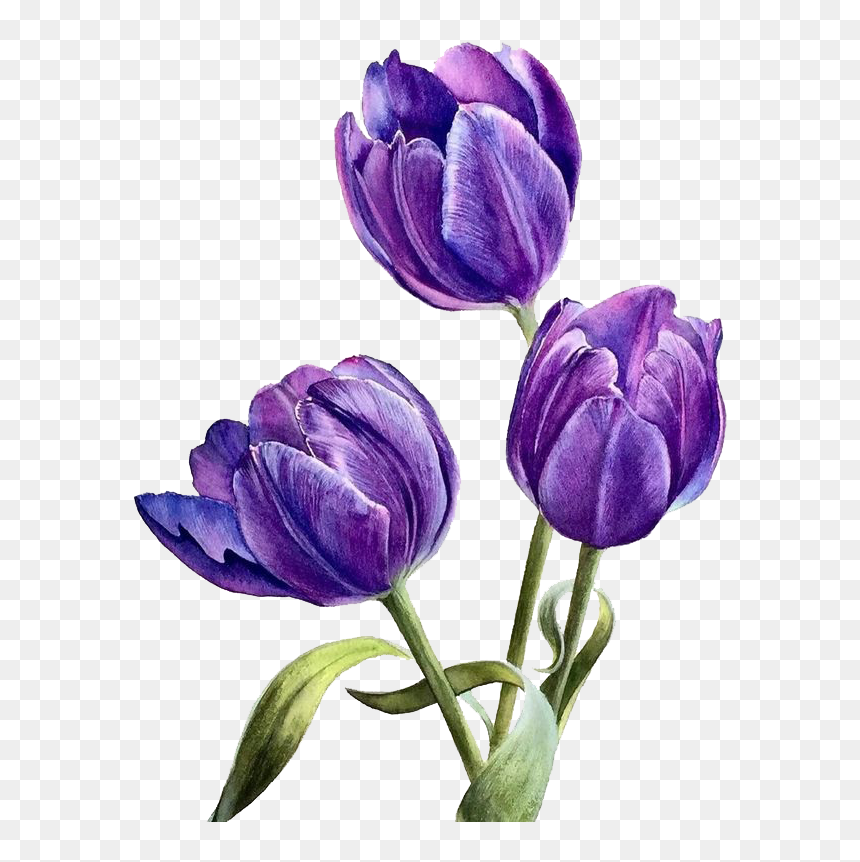 Purple Watercolor Flower Transparent, HD Png Download - purple flowers png