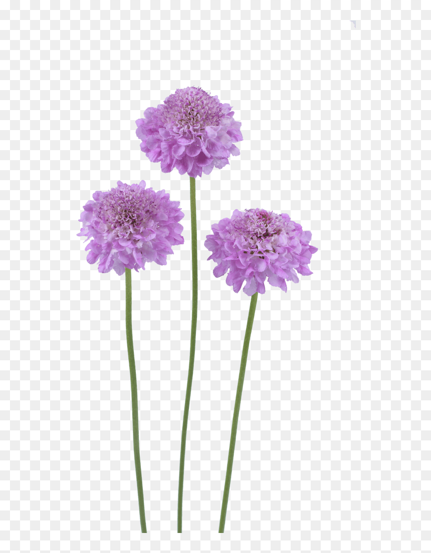 Pincushion Flower Png, Transparent Png - purple flowers png