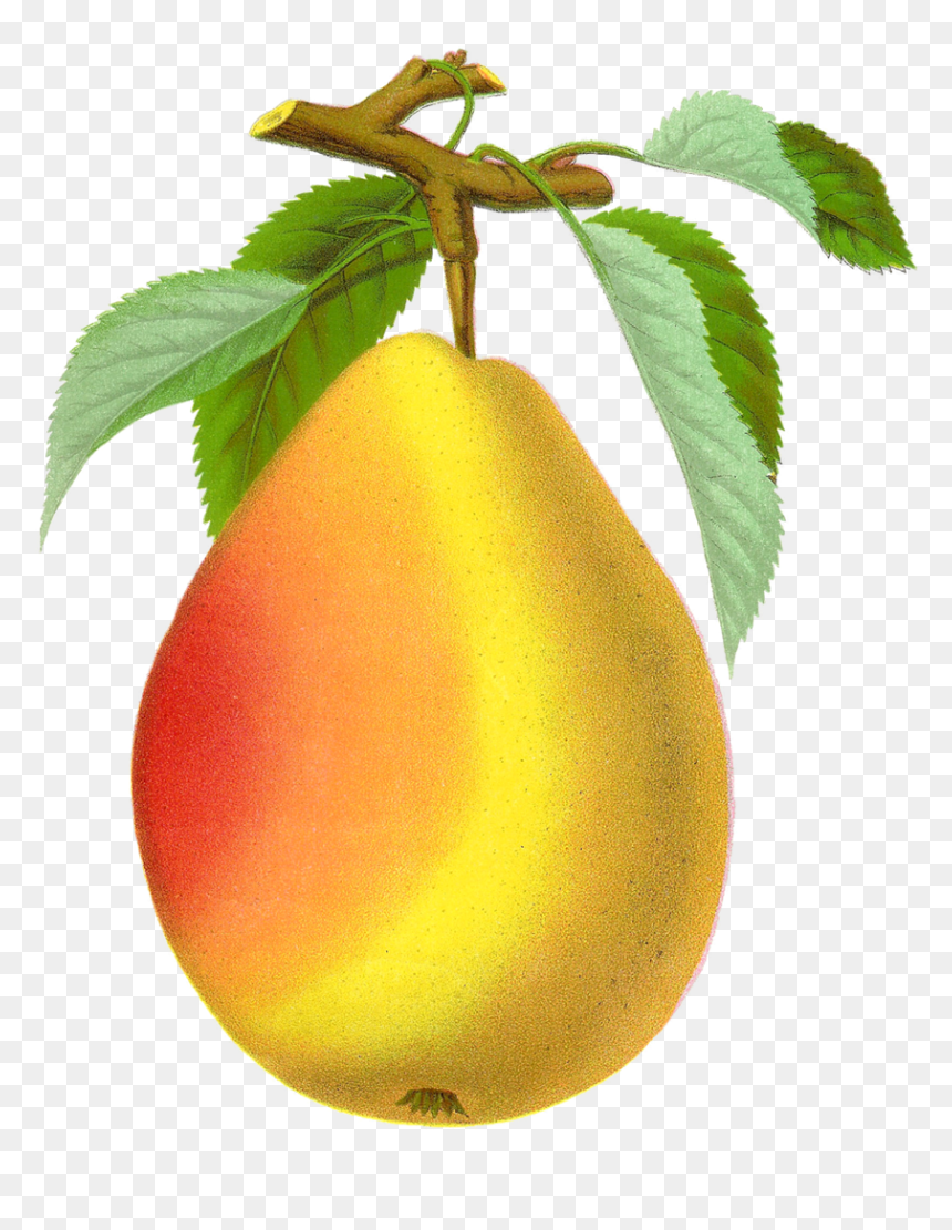 Vintage Pear Png, Transparent Png - pear png