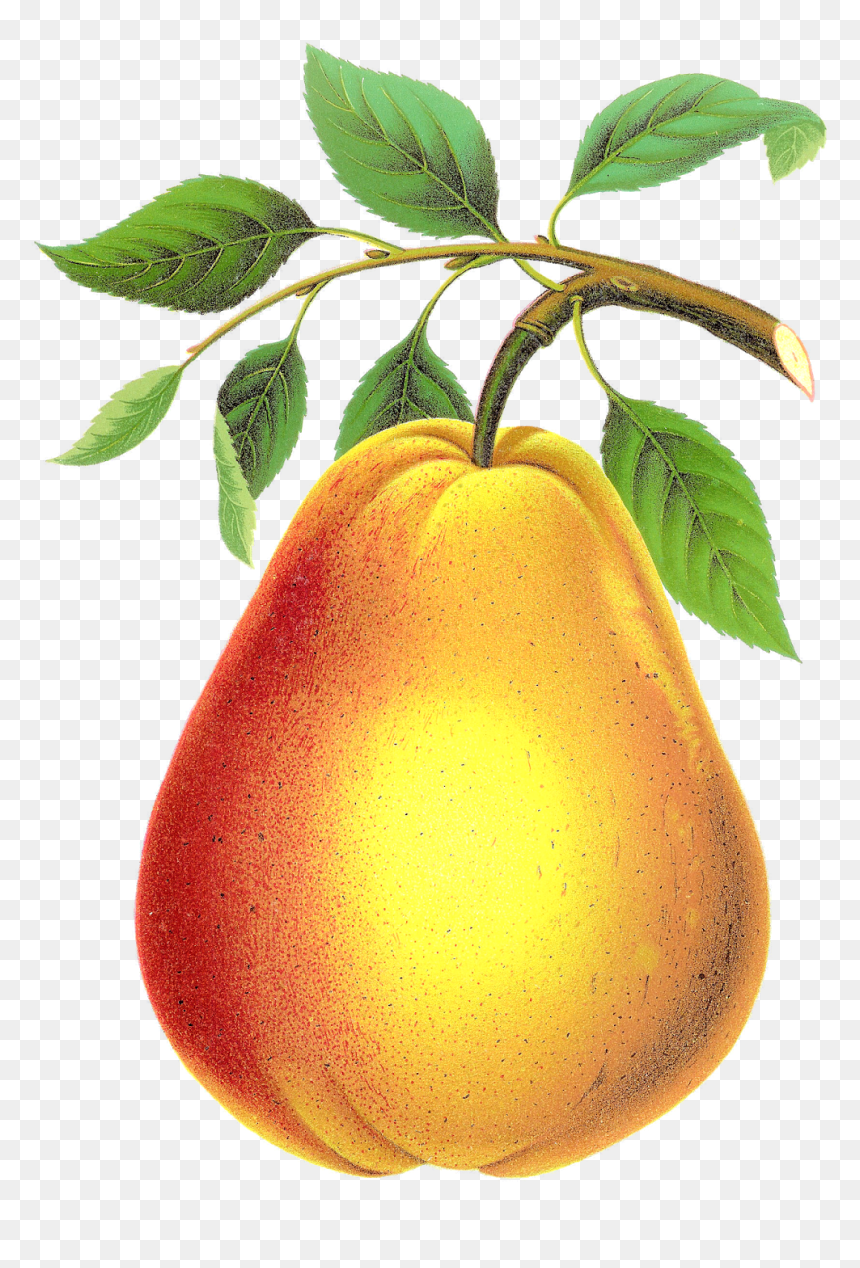 Asian Pear, HD Png Download - pear png