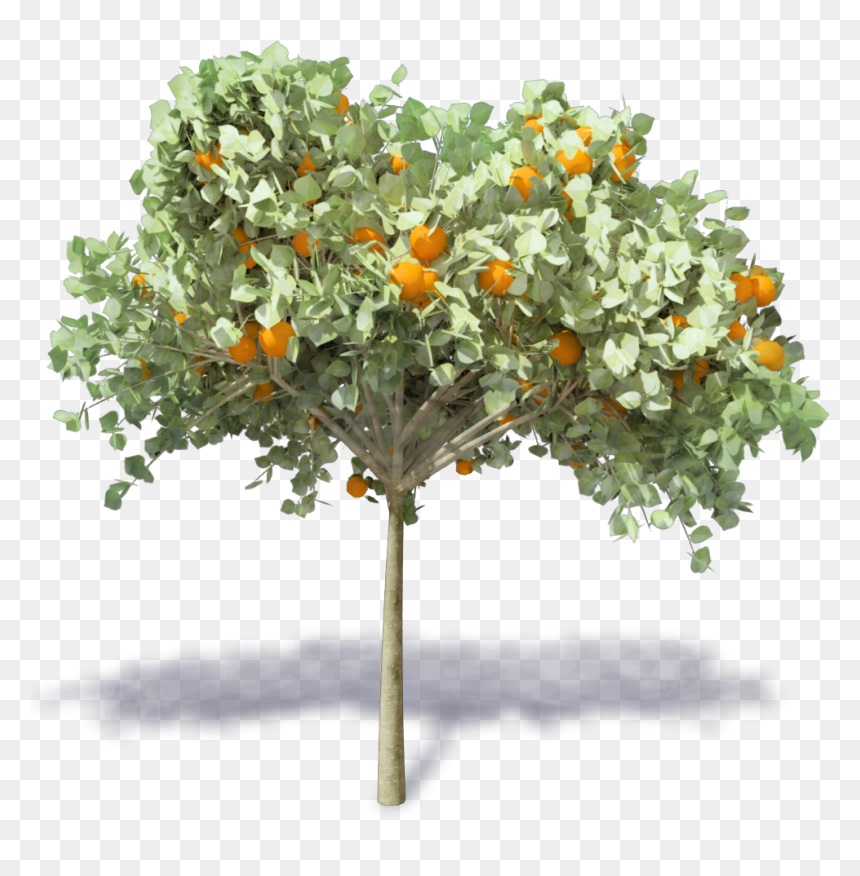 Orange Tree Png - Arbol De Naranja Png, Transparent Png - autumn trees png