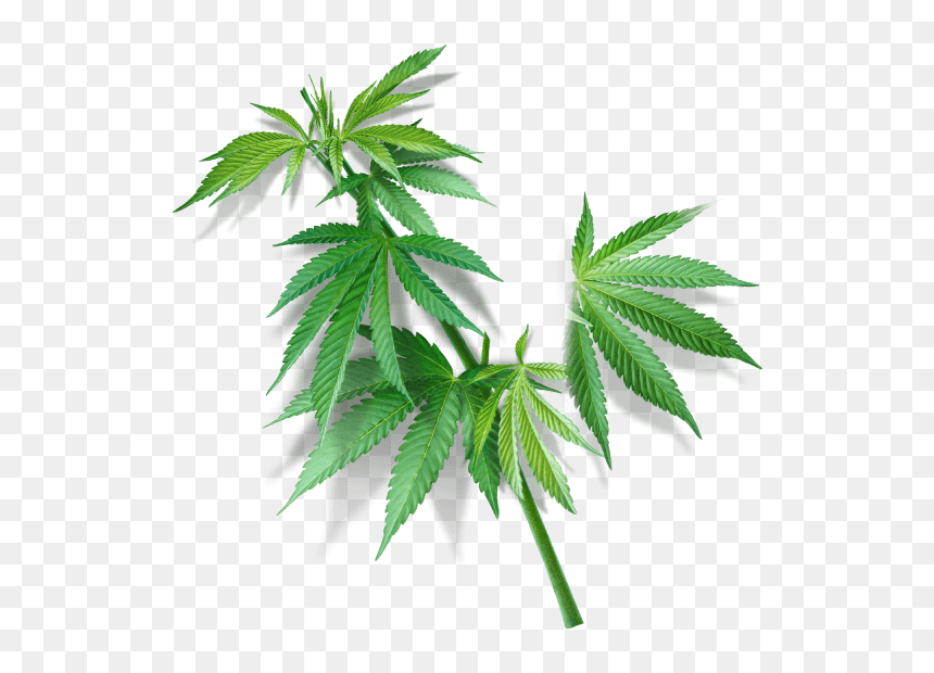 Clip Art Superfood - Plant Cannabaceae, HD Png Download - hemp png