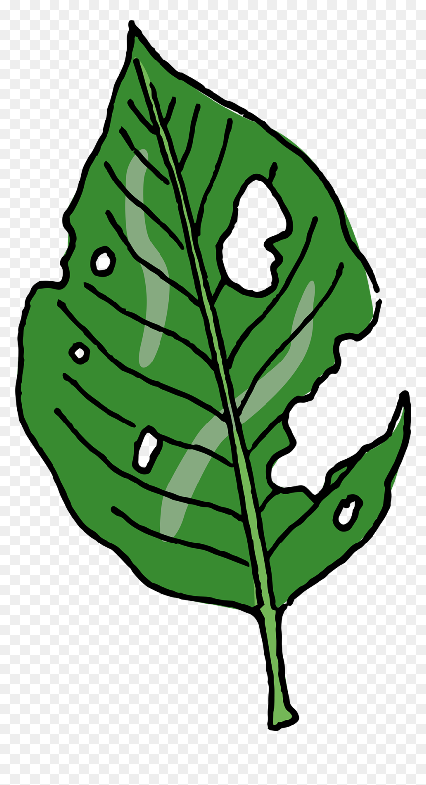 Slugs Leave Ragged Holes In Leaves, HD Png Download - cubeta de cerveza png