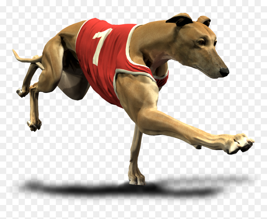 Greyhound Cartoon Transparent Background , Png Download - Greyhound Png, Png Download - greyhound png