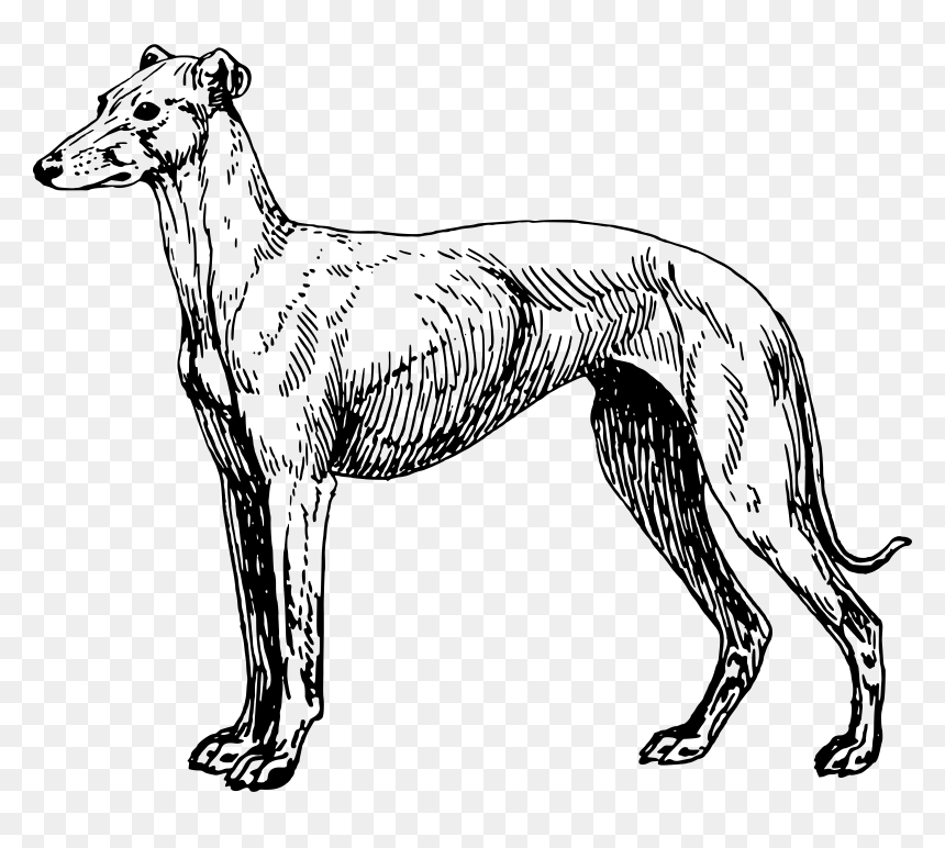 Greyhound Lines Greyhound Adoption Clip Art - Greyhound Drawing Free, HD Png Download - greyhound png