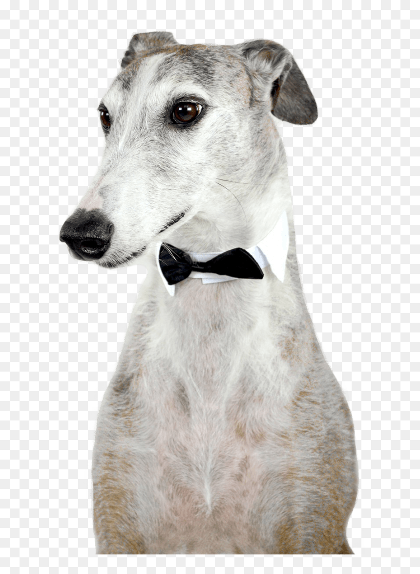 Spanish Greyhound, HD Png Download - greyhound png