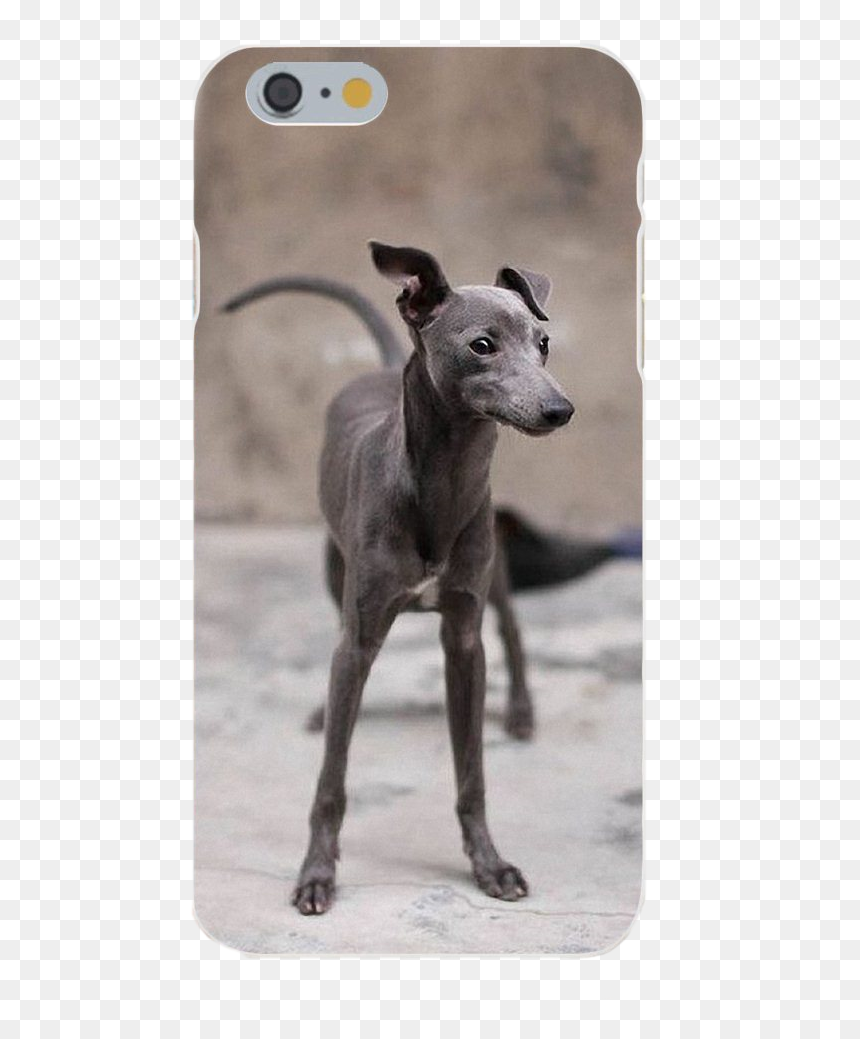 Small Whippet Like Dog, HD Png Download - greyhound png