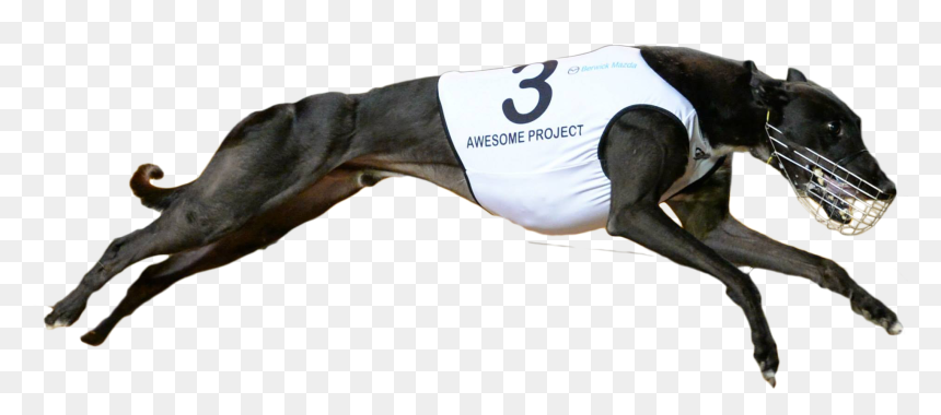 Awesomeproject Cut Copy - Racing Greyhound Png, Transparent Png - greyhound png