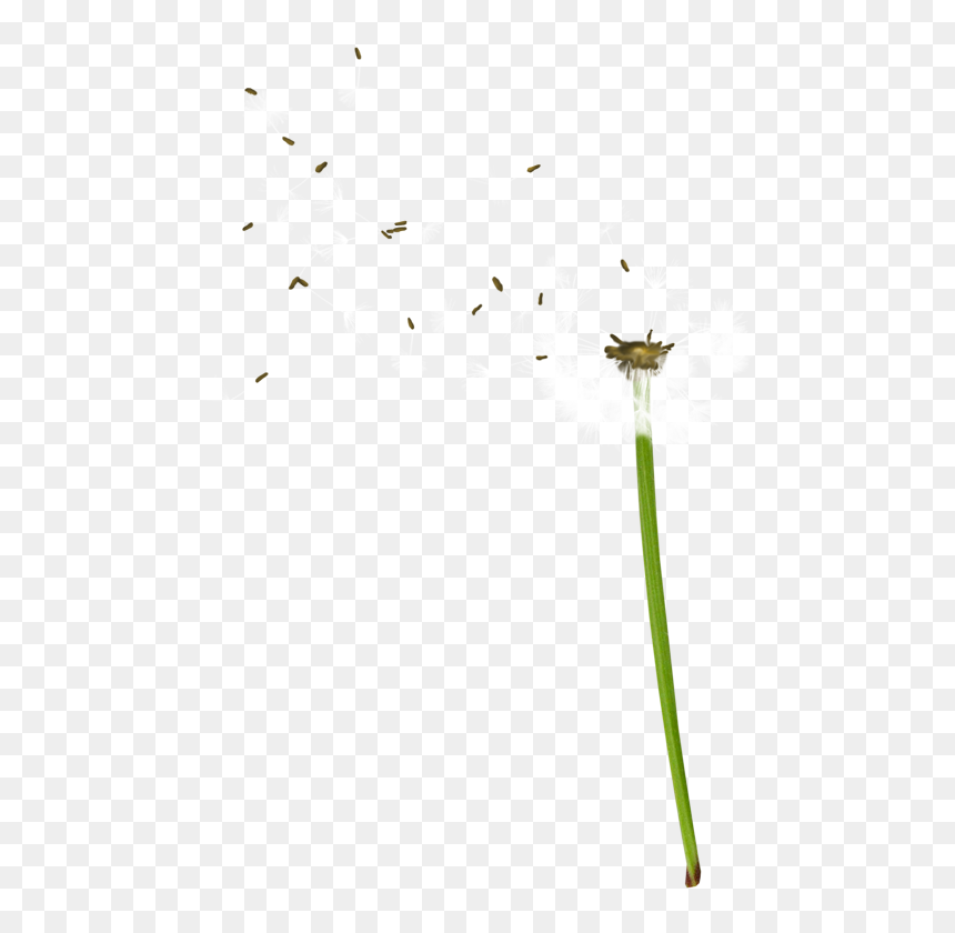 Download This High Resolution Dandelion Transparent - Одуванчик Летит Пнг, HD Png Download - dandelion seed png