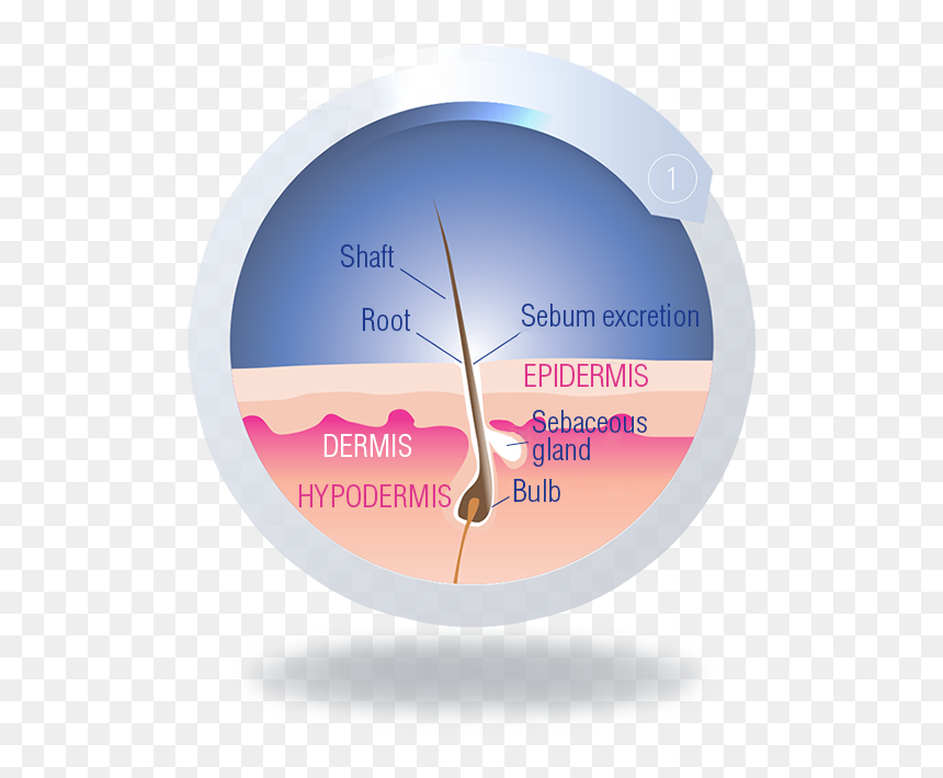 The Growth Or Anagen Phase - Circle, HD Png Download - torn edges png