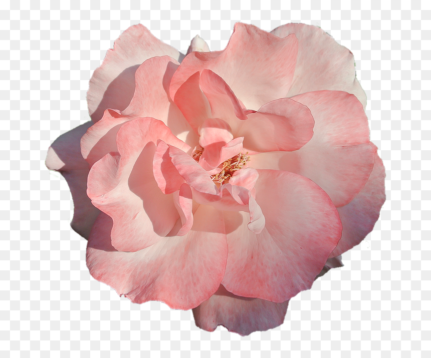 Flower, Pink Rose, Nature, Beauty - Rose, HD Png Download - fundo rosa png