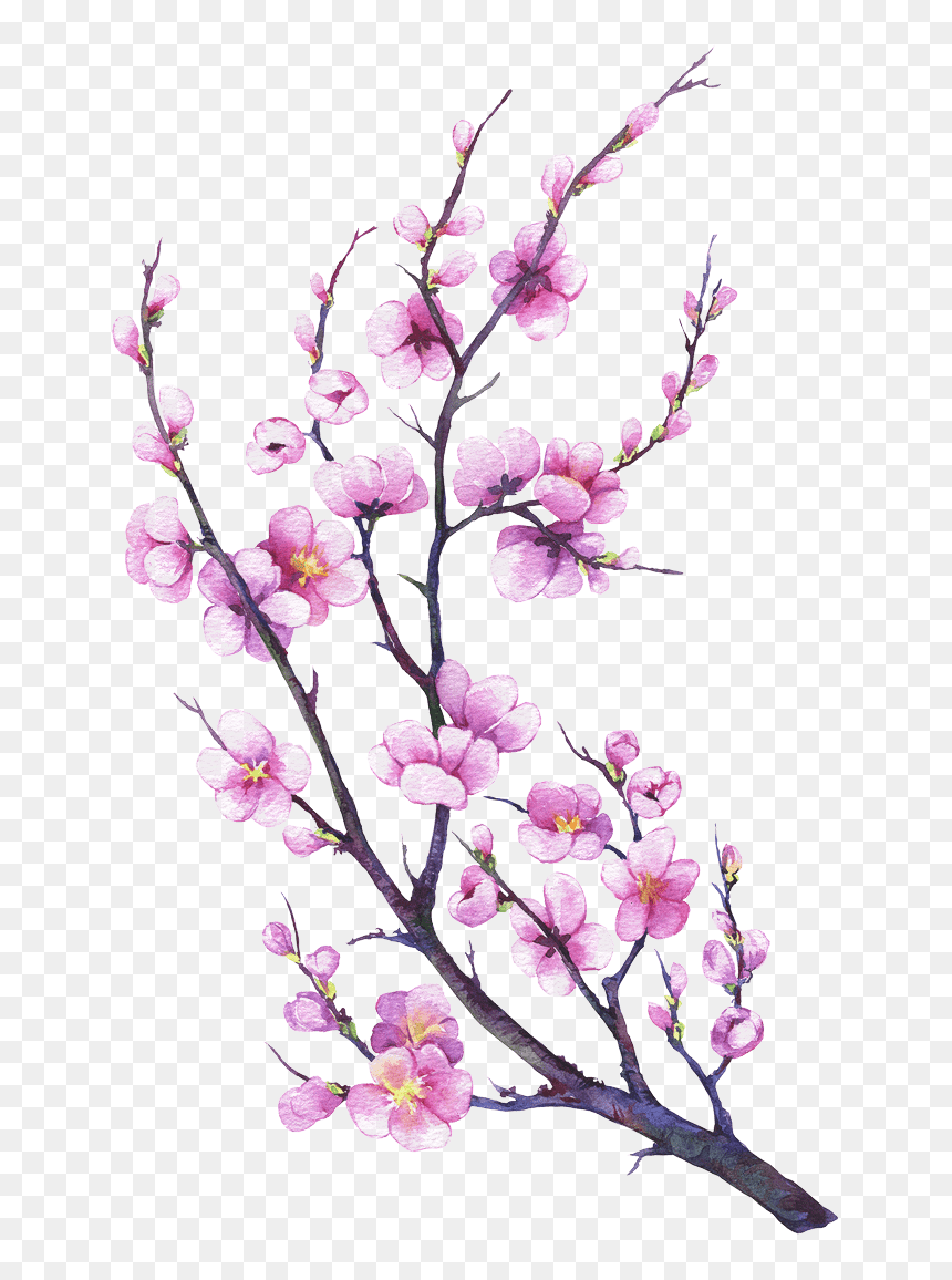 Made From Eggs, Oil, Water, Flour And Salt - Watercolor Painting, HD Png Download - apple blossom png