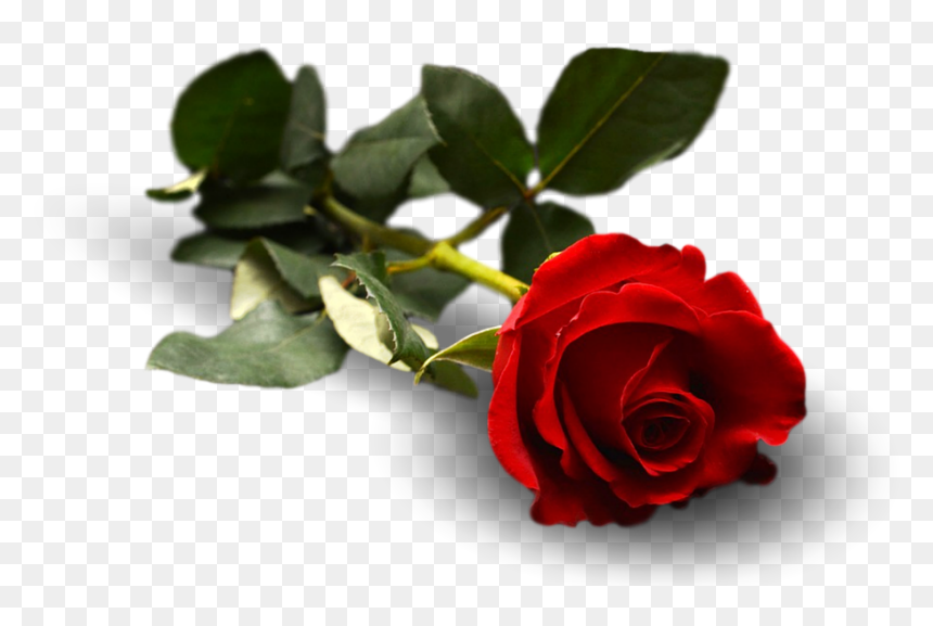 Rose, Flower, Leaf, Floral, Flora - Garden Roses, HD Png Download - rose leaf png
