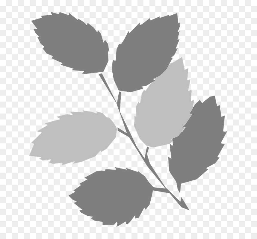Leaves Twig Gray - Spring Clip Art, HD Png Download - rose leaf png