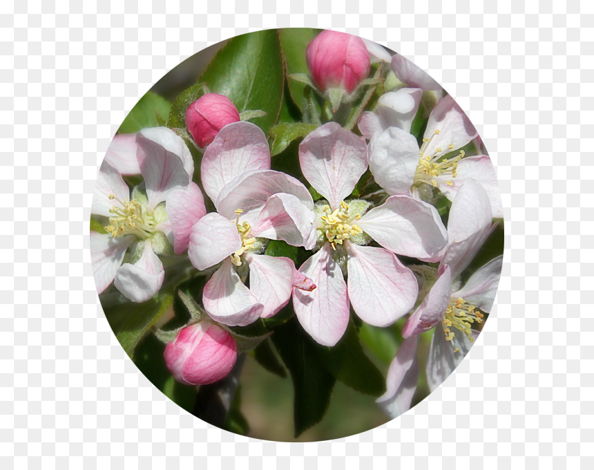 Melastome Family, HD Png Download - apple blossom png