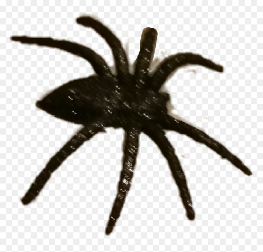 Portable Network Graphics, HD Png Download - telaraña png