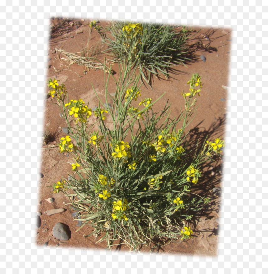 Fendler"s Bladderpod Physaria Fenleri, HD Png Download - desert shrub png