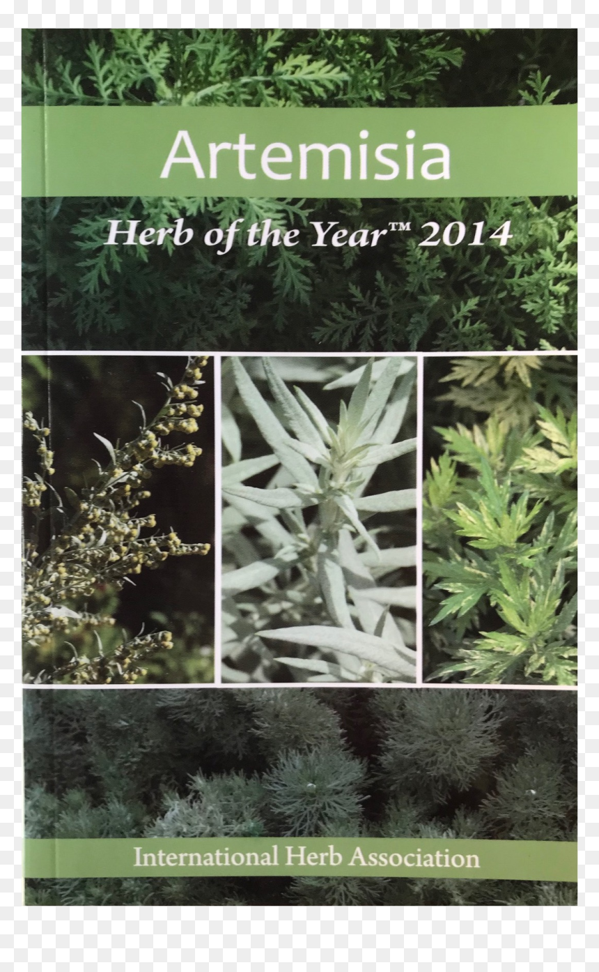 Plantation, HD Png Download - desert shrub png