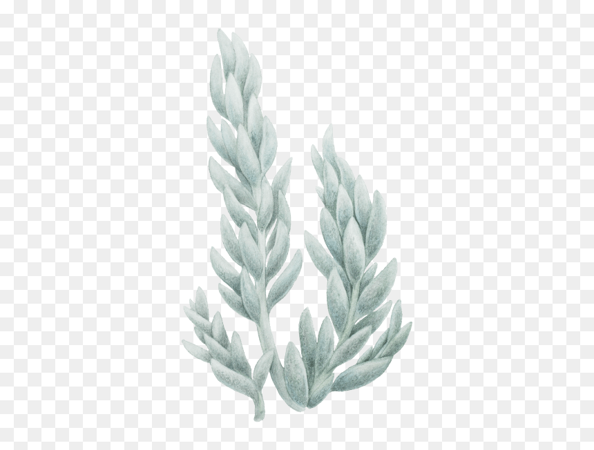 Khorasan Wheat, HD Png Download - desert shrub png