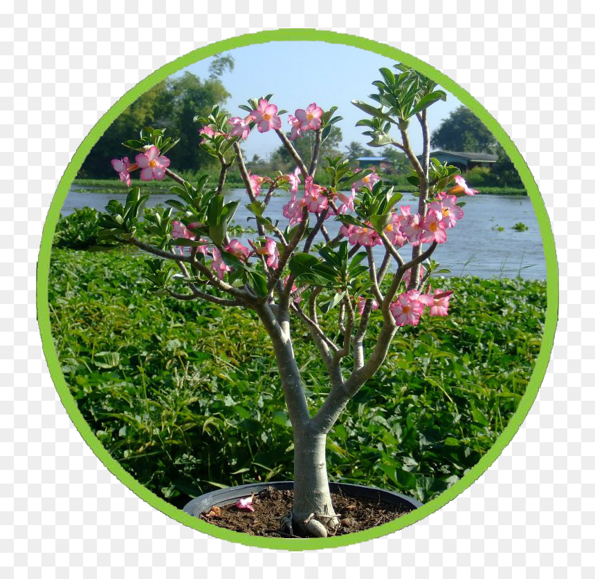 Rosa Arkansana, HD Png Download - desert shrub png