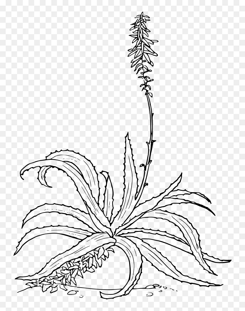 Aloe Vera Drawing, HD Png Download - desert shrub png